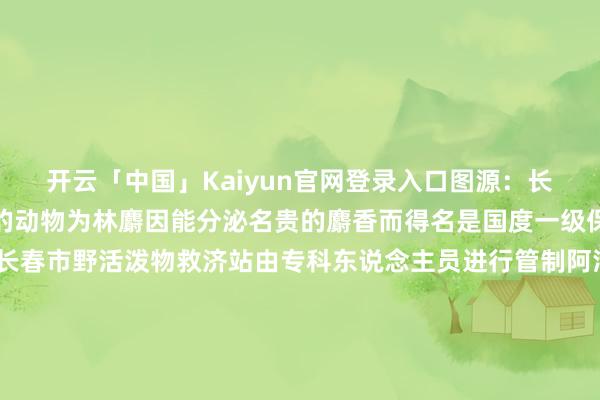 开云「中国」Kaiyun官网登录入口图源：长春消防经了解这次获救的动物为林麝因能分泌名贵的麝香而得名是国度一级保护野活泼物它现在在长春市野活泼物救济站由专科东说念主员进行管制阿消念念说多亏“两脚兽”这只四脚兽才得以脱困遇到野活泼物遇险切勿自行开展扶植请第一时候拨打扶植电话让专科东说念主员匡助动物脱困起原：中国消防 长春消防【起原：扬州消防】-开云「中国」Kaiyun官网登录入口